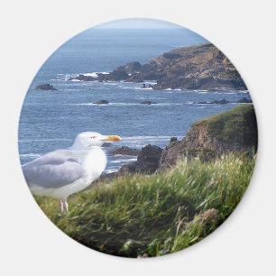 Imán Costa de Gull