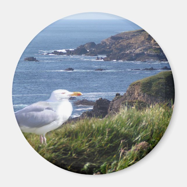 Imán Costa de Gull (Frente)