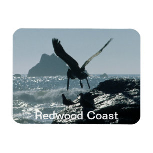 Imán Costa de secuoya pelicular marrón