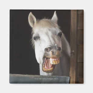 Imán costa del benalamadena, Málaga, Costa del Sol,