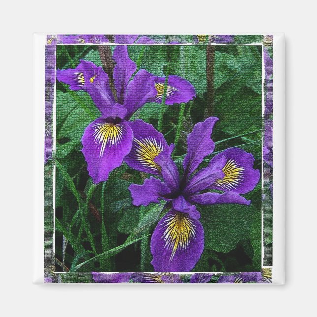 Imán Costa del Pacífico (Douglas) iris - Magnet (Frente)