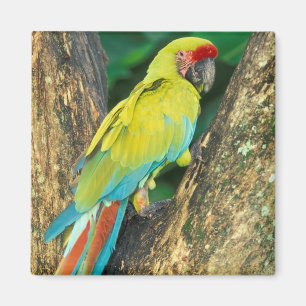 Imán Costa Rica, Ara Ambigua, Gran Laca Verde.