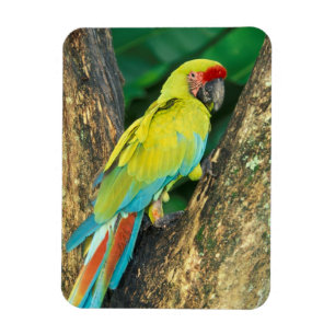 Imán Costa Rica, Ara Ambigua, Gran Loro Verde.