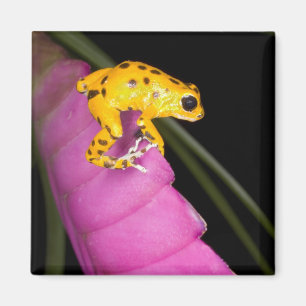 Imán Costa Rica. Cierre de la rana de dardo venenosa