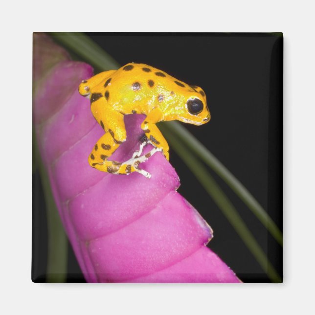 Imán Costa Rica. Cierre de la rana de dardo venenosa (Frente)