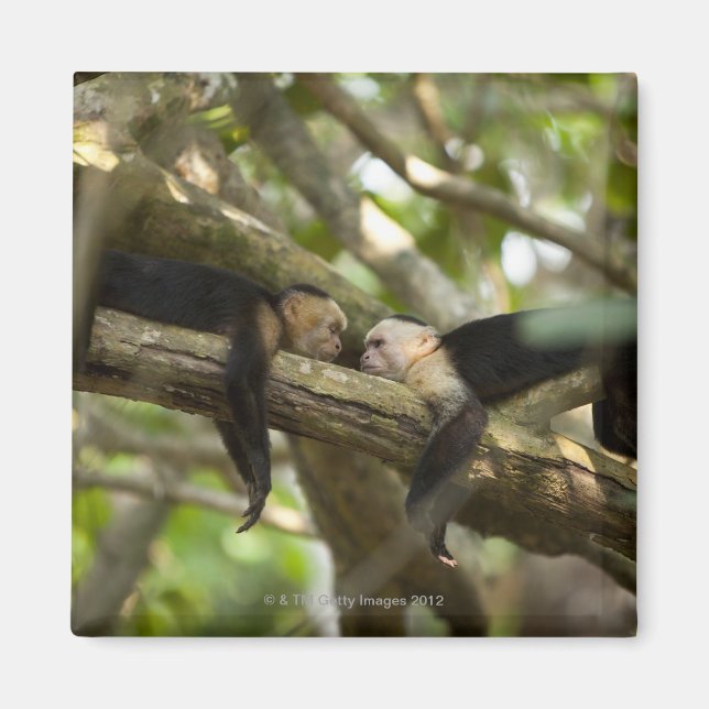 Imán Costa Rica, dos monos descansando en el árbol, min (Frente)