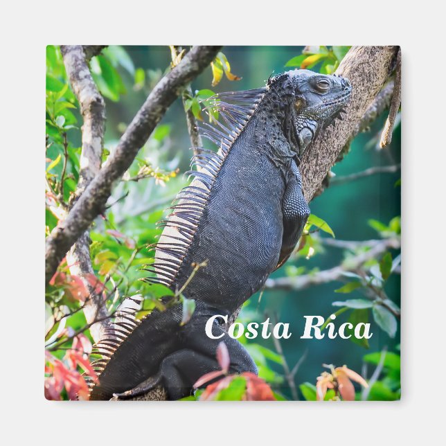 Imán Costa Rica, Muelle - Iguana perezosa descansando e (Frente)