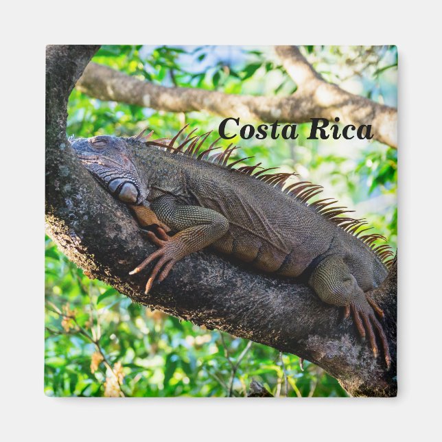 Imán Costa Rica, Muelle - Iguana perezosa descansando e (Frente)