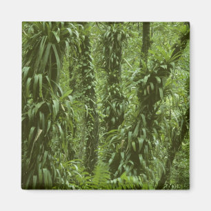 Imán Costa Rica, Parque Nacional Arenal, selva tropical