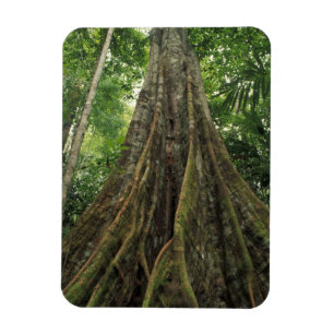 Imán Costa Rica, Parque Nacional Corcovado, Abutrado