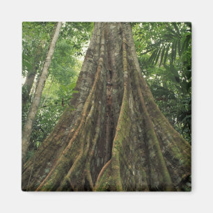 Imán Costa Rica, Parque Nacional Corcovado, Apuntalado