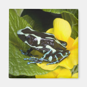 Imán Costa Rica, Península de Osa