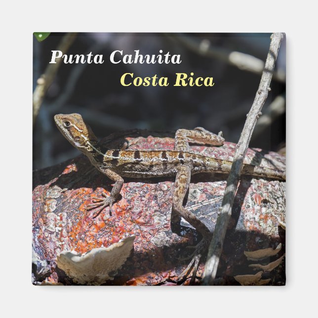 Imán Costa Rica, Punta Cahuita - Basílica femenina Liza (Frente)