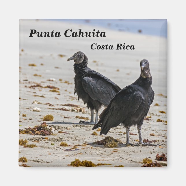 Imán Costa Rica, Punta Cahuita - Bubuitres negros (Frente)