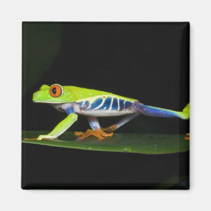 Imán Costa Rica, Rana De Ojos Rojos (Agalychnis