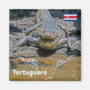 Imán Costa Rica, Tortuguero - Cocodrilo agresivo