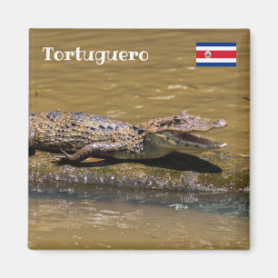 Imán Costa Rica, Tortuguero - Cocodrilo asfixiante