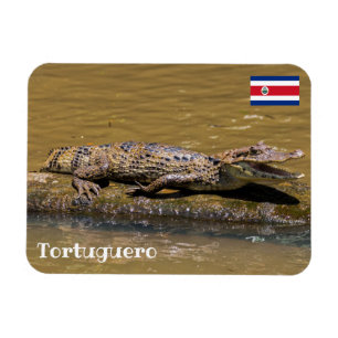 Imán Costa Rica, Tortuguero - Cocodrilo asfixiante