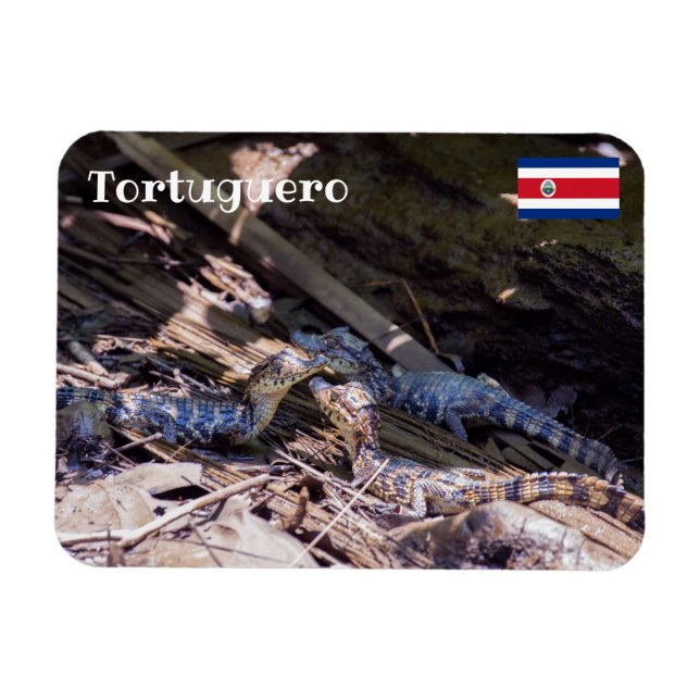 Imán Costa Rica, Tortuguero - Cocodrilos para bebés (Horizontal)