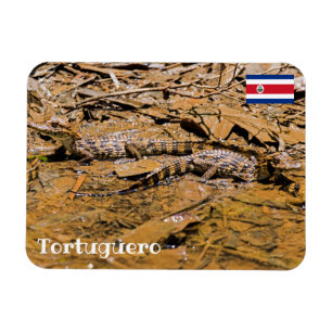 Imán Costa Rica, Tortuguero - Cocodrilos para bebés