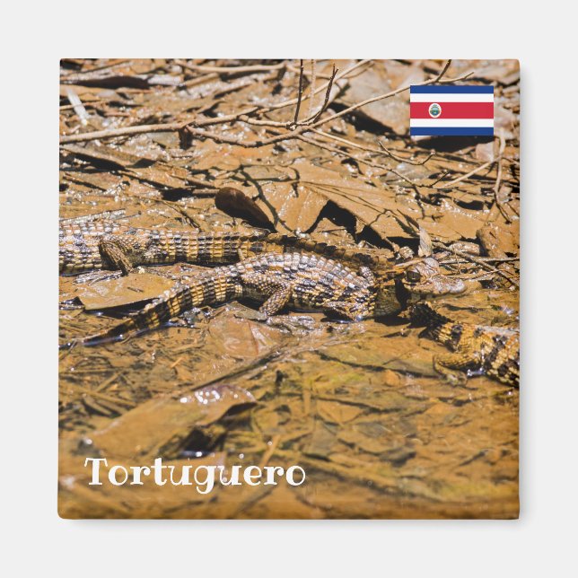 Imán Costa Rica, Tortuguero - Cocodrilos para bebés (Frente)