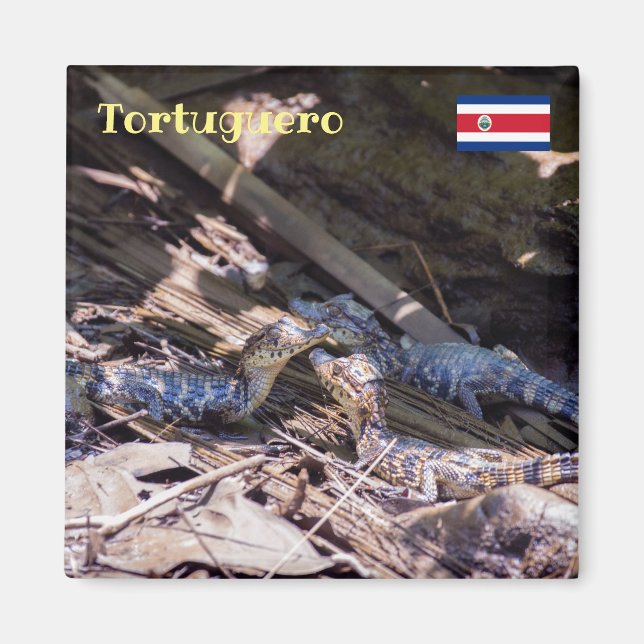 Imán Costa Rica, Tortuguero - Cocodrilos para bebés (Frente)