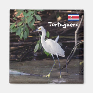 Imán Costa Rica, Tortuguero - Egretta thula