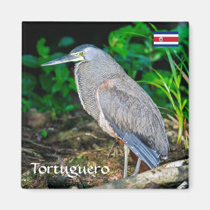 Imán Costa Rica, Tortuguero - Heron