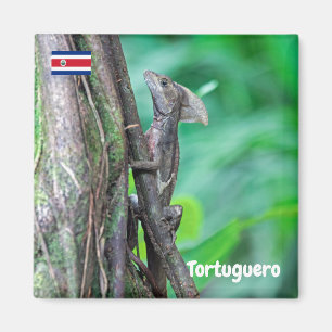 Imán Costa Rica, Tortuguero - Lagarto Basilisco