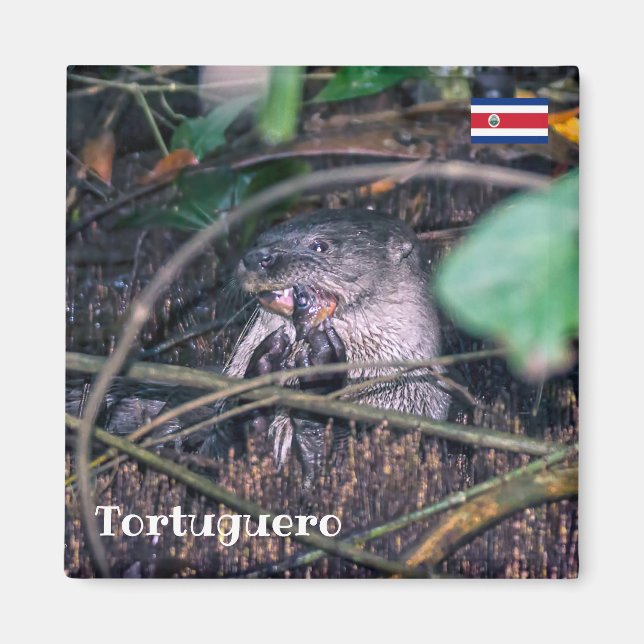 Imán Costa Rica, Tortuguero -  Otter eating fish (Frente)