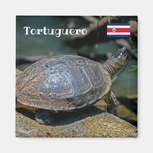 Imán Costa Rica, Tortuguero - Tortuga
