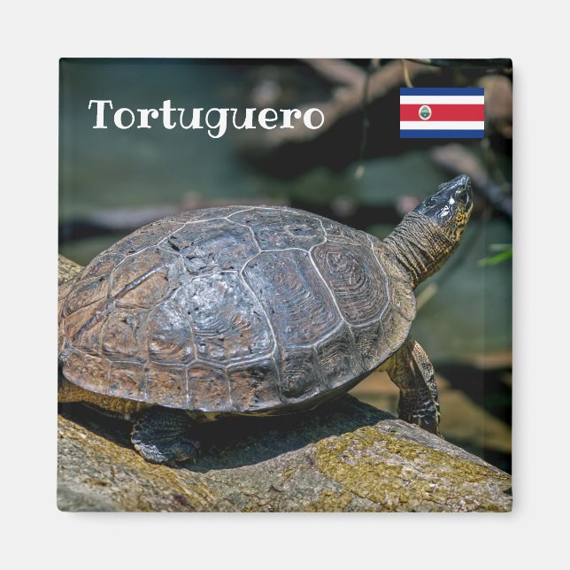 Imán Costa Rica, Tortuguero - Tortuga (Frente)