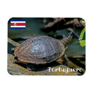 Imán Costa Rica, Tortuguero - Tortuga