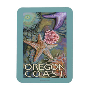 Imán Costa Tidepool de Oregon