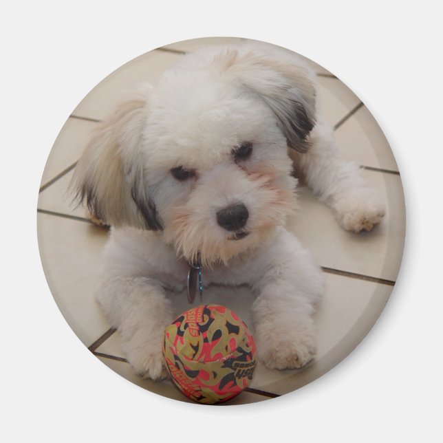 Imán Coton de Tulear Magnet (Frente)