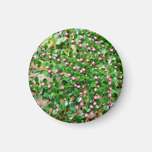 Imán Cotoneaster horizontalis (Frente)