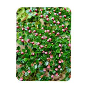 Imán Cotoneaster horizontalis