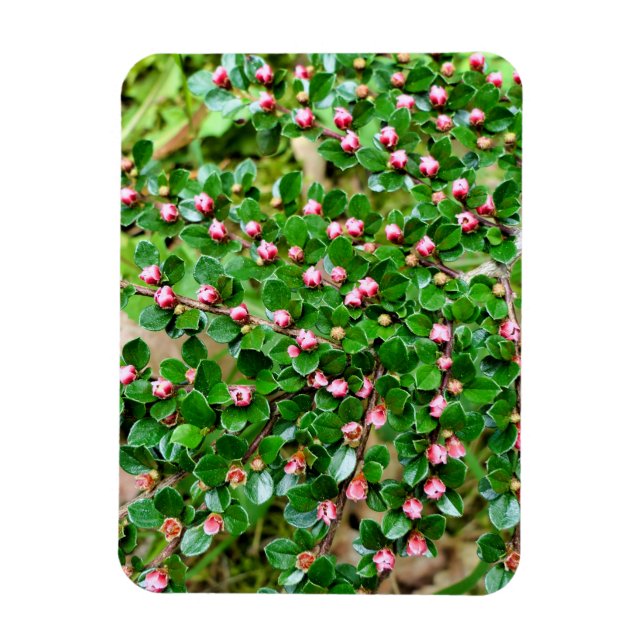 Imán Cotoneaster horizontalis (Vertical)