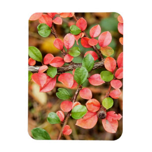 Imán Cotoneaster horizontalis