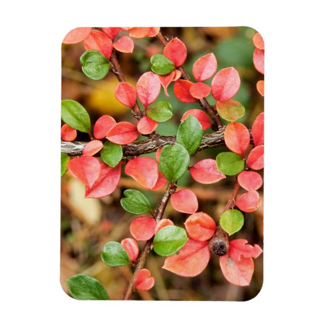 Imán Cotoneaster horizontalis (Vertical)