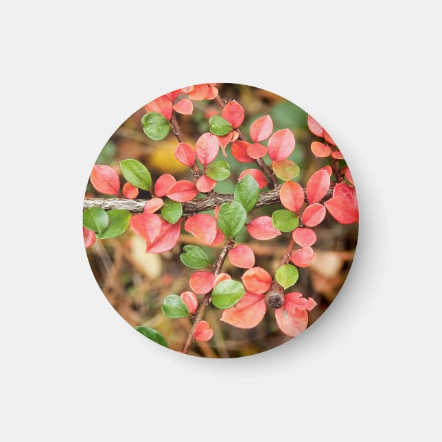 Imán Cotoneaster horizontalis Magnet (Frente)