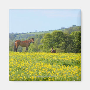 Imán Cotswolds, Reino Unido