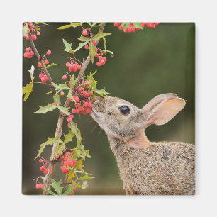 Imán Cottontail oriental   Texas del Sur
