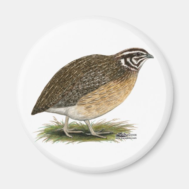 Imán Coturnix Pharaoh Quail (Frente)