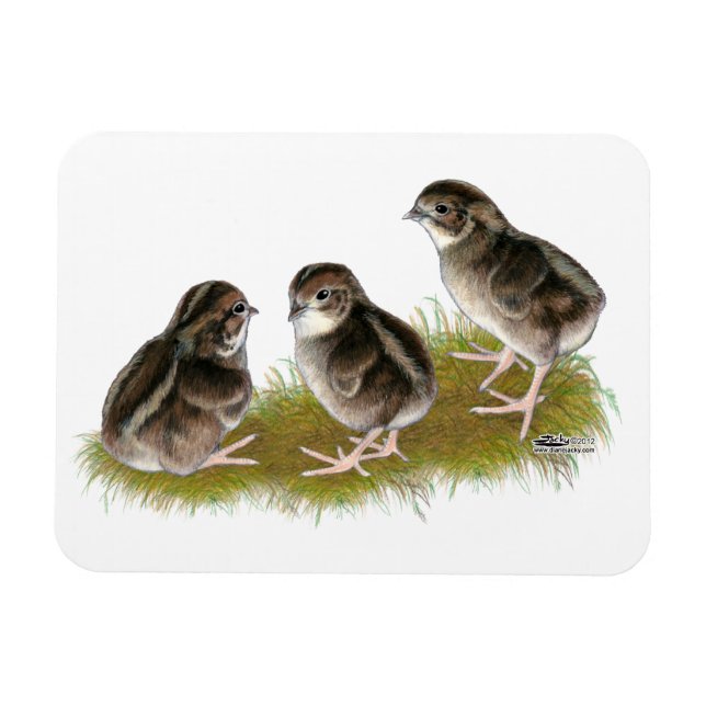 Imán Coturnix Quail Chicks (Horizontal)