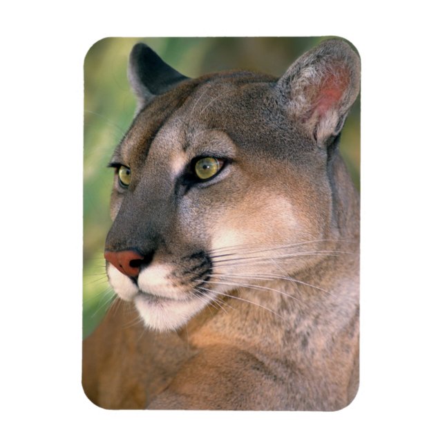 Imán Cougar, California (Vertical)