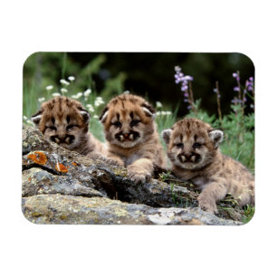 Imán Cougar Cubs Magnet