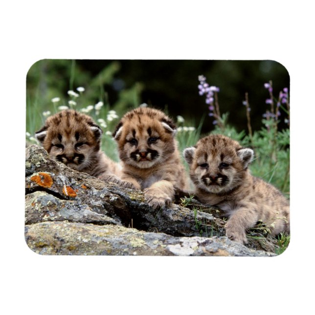 Imán Cougar Cubs Magnet (Horizontal)