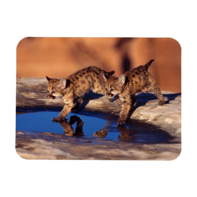 Imán Cougar Cubs Magnet (Horizontal)