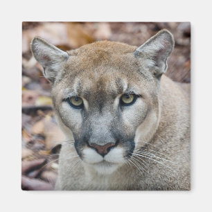 Imán Cougar, león de montaña, pantera de Florida, Puma